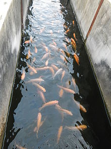 flow through fish farming