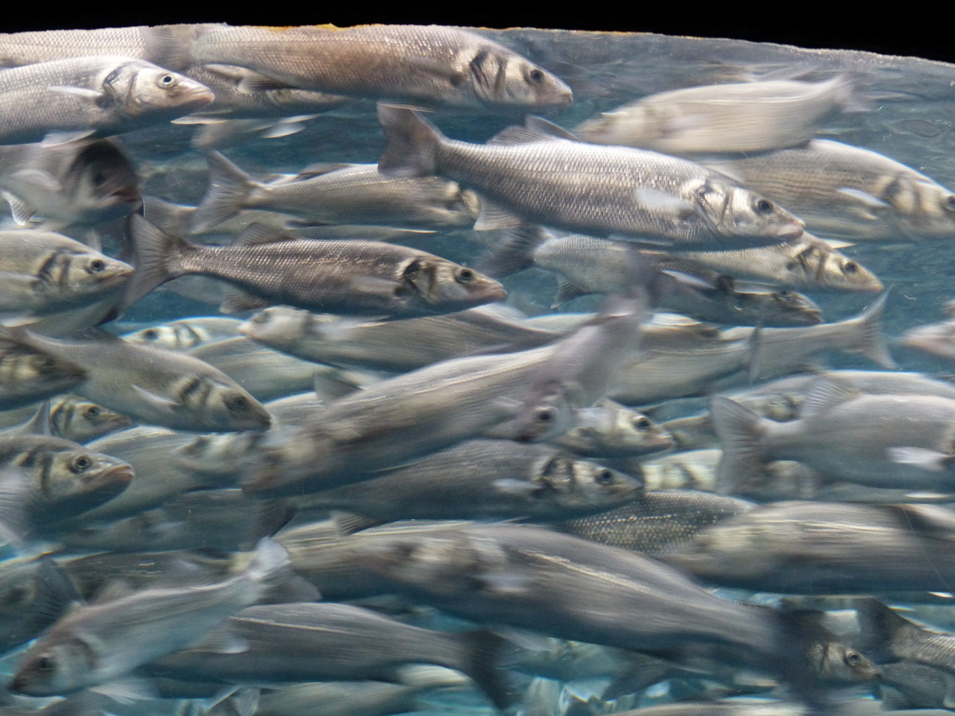 我国常见海水鱼类养殖现状和营养需求（二） - 知乎