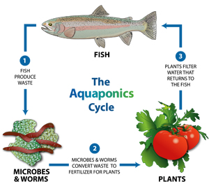 Aquaponics-cycle