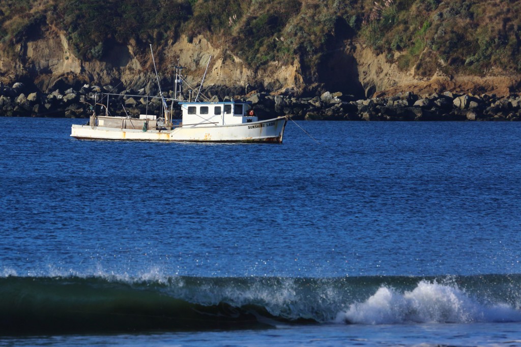 Depleting Salmon Population Causes & Recovery Process WorldWide