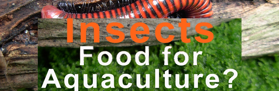 Could Insects be Alternative to Fish Meal in Aquaculture?