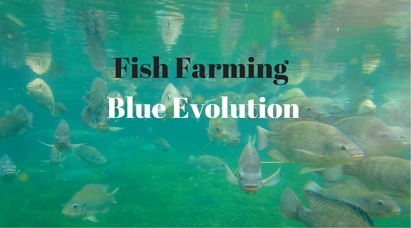 Fish Farming – What’s good about Blue Evolution