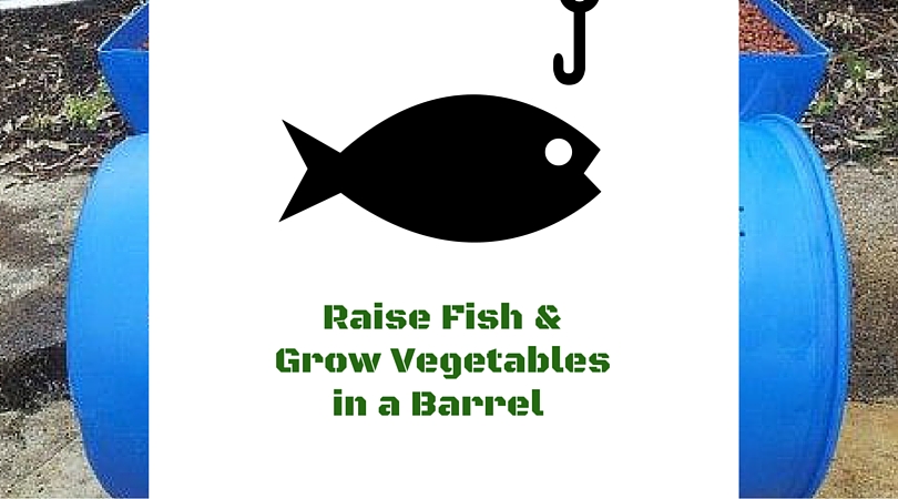 How to Raise Fish & Grow Vegetables Anywhere at Home in a Barrel