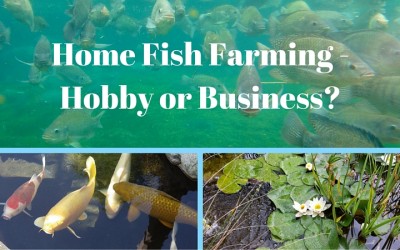 Home Fish Farming – Hobby or Business?