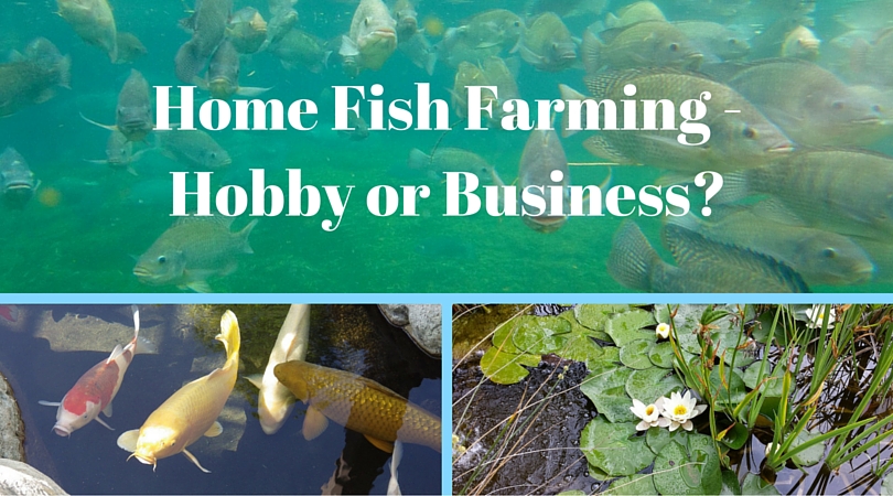 Home Fish Farming – Hobby or Business?