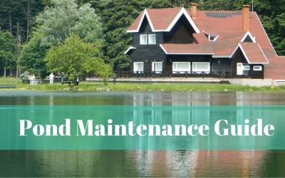A Brief Step by Step Spring Pond Maintenance Guide