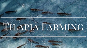 tilapia farming