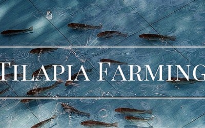 Setting up Your own Home Based Tilapia Farm