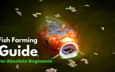 A Home Based Fish Farming Guide for Absolute Beginners