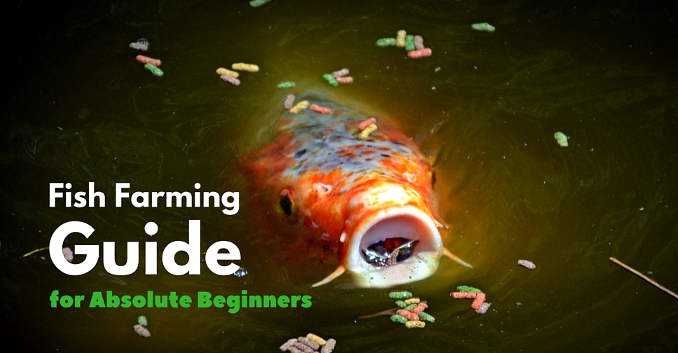 A Home Based Fish Farming Guide for Absolute Beginners