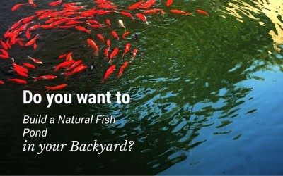 Do You Want To Build A Natural Fish Pond in your Backyard?
