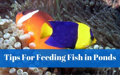 Tips For Feeding Fish In Ponds