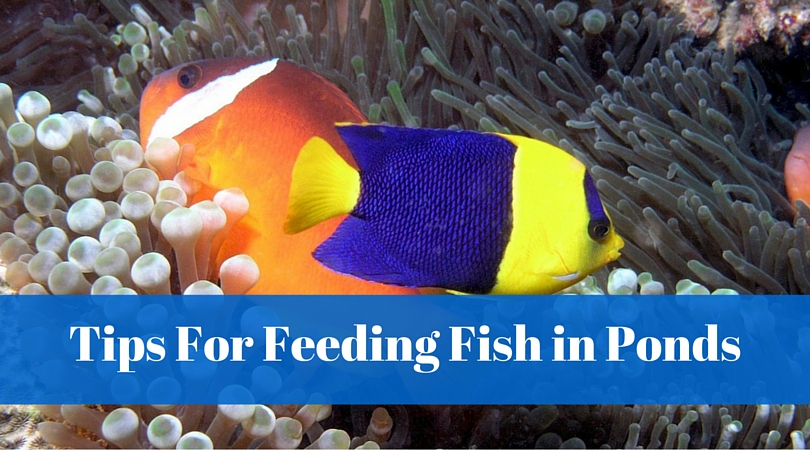 Tips For Feeding Fish In Ponds