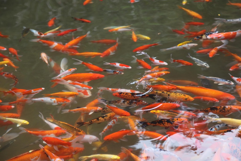 Tips For Feeding Fish In Ponds WorldWide Aquaculture