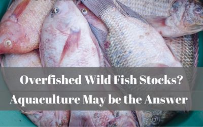 Overfished Wild Fish Stocks? Aquaculture May be the Answer