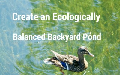 3 Easy Ways to Create an Ecologically Balanced Backyard Pond
