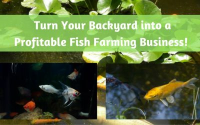 Turn Your Backyard into a Profitable Fish Farming Business