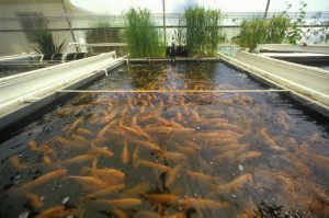 fish farming 