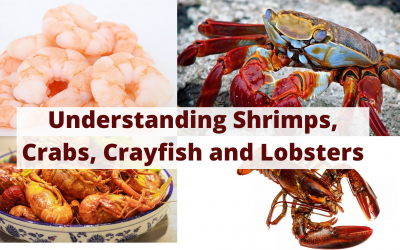 Understanding Shrimps, Crabs, Crayfish and Lobsters