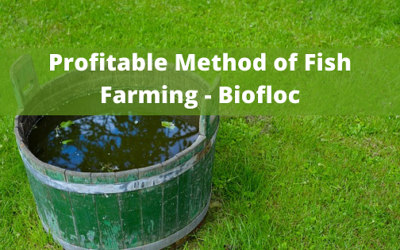 Profitable Method of Fish Farming – Biofloc