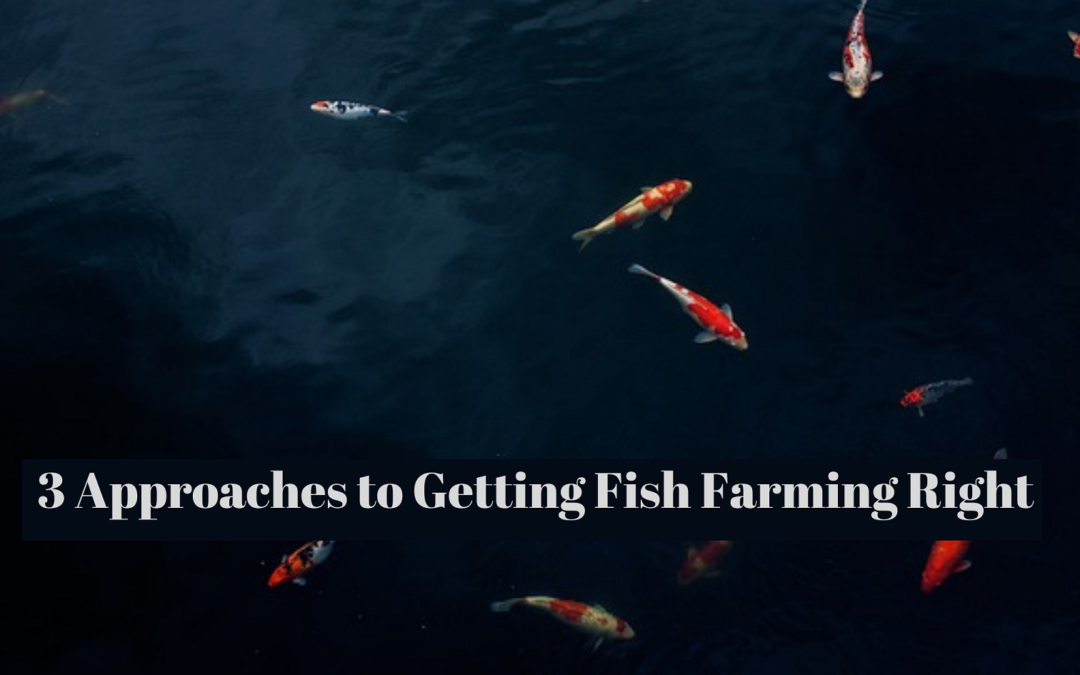 3 Approaches to Getting Fish Farming Right