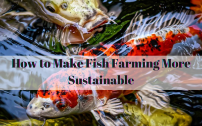 How to Make Fish Farming More Sustainable