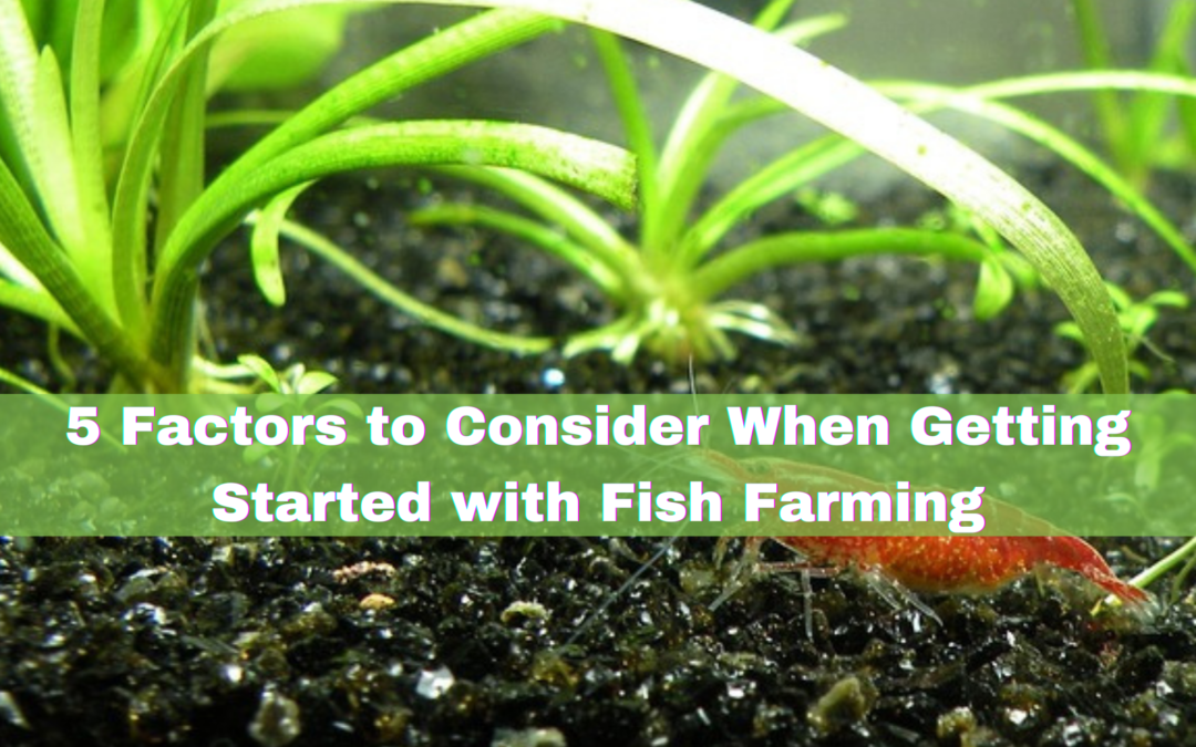 5 Factors to Consider When Getting Started with Fish Farming