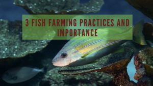 fish farmning