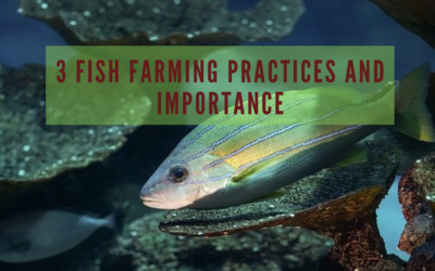 3 Fish Farming Practices and Importance