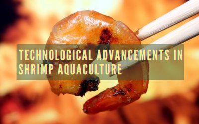 Technological Advancements in Shrimp Aquaculture