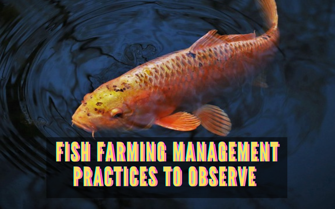 Fish Farming Management Practices to Observe