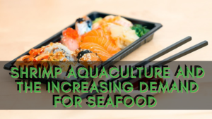 shrimp aquaculture