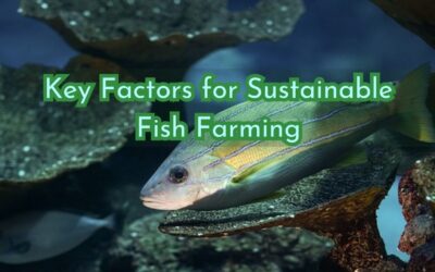 Promoting Sustainability: Key Factors for Sustainable Fish Farming