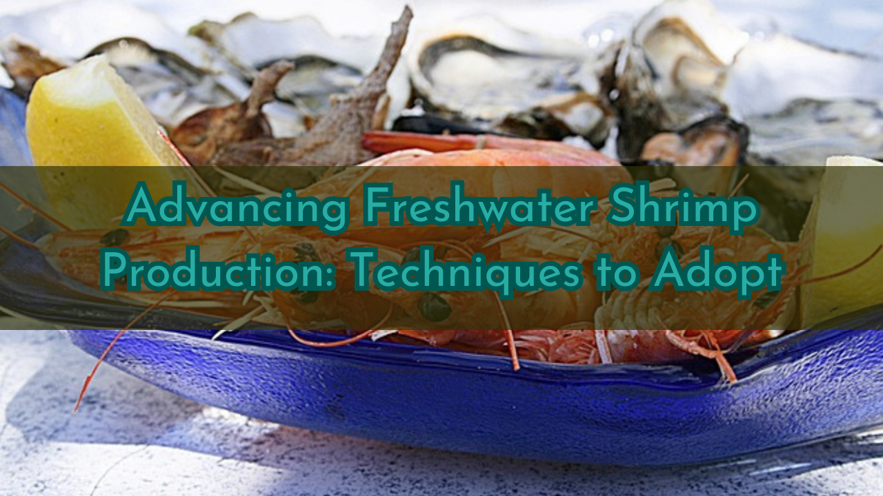 freshwater shrimp farming