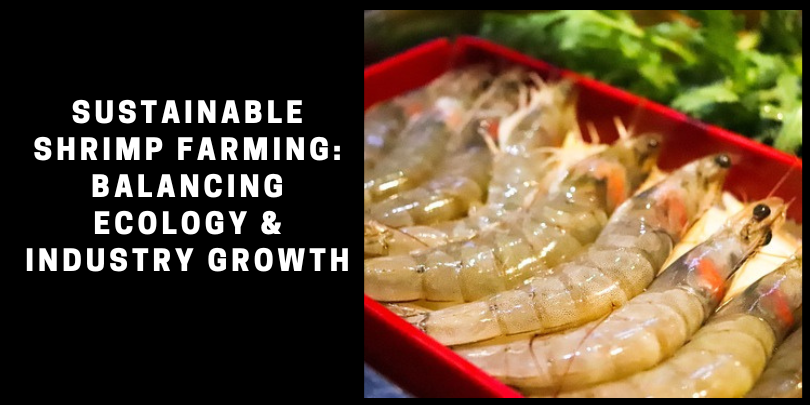 Sustainable Shrimp Farming: A Crucial Balance Between Environmental Conservation and Industry Expansion