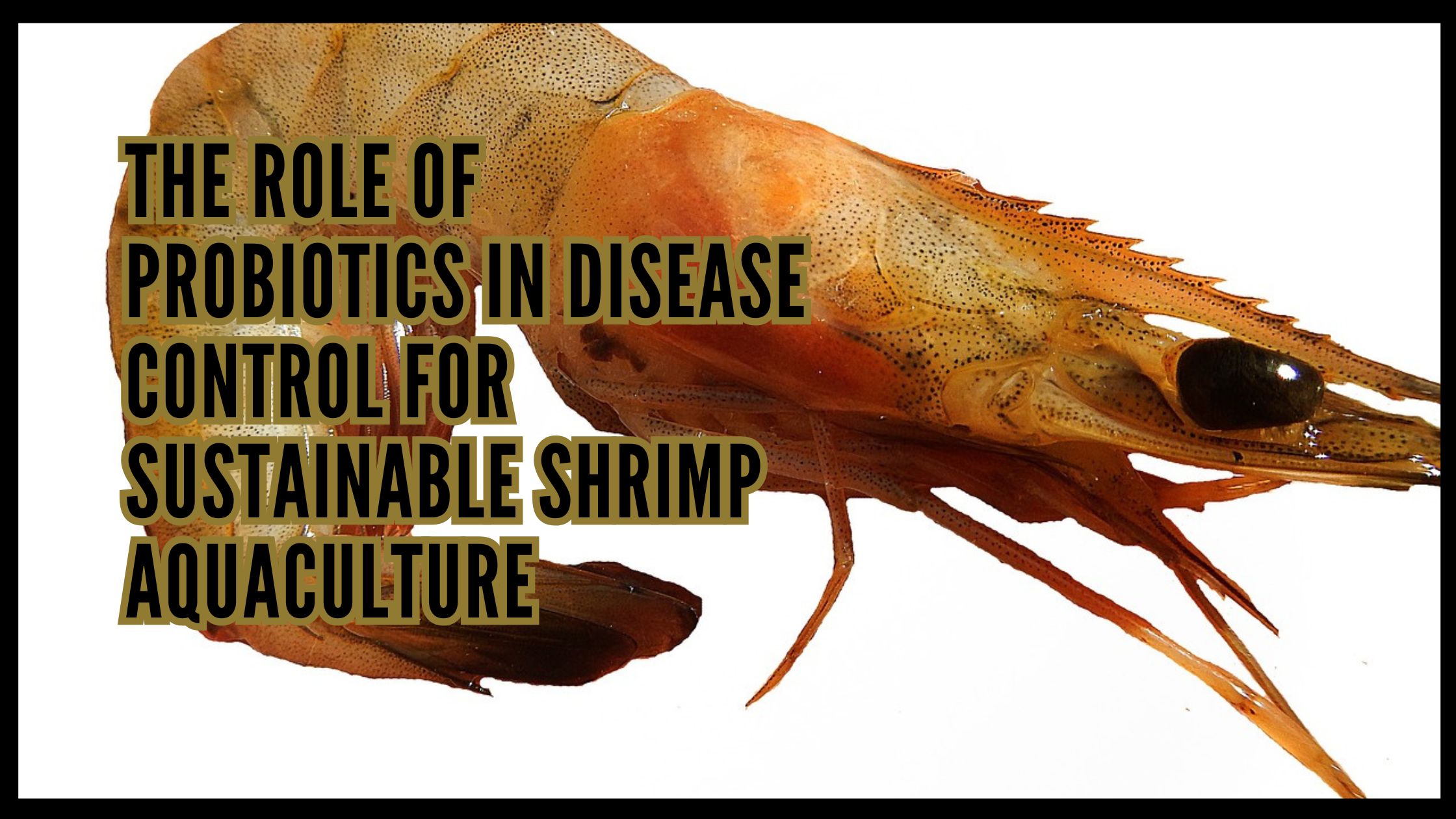 The Role of Probiotics in Disease Control for Sustainable Shrimp Aquaculture