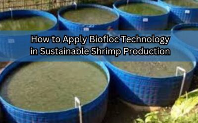 How to Apply Biofloc Technology in Sustainable Shrimp Production