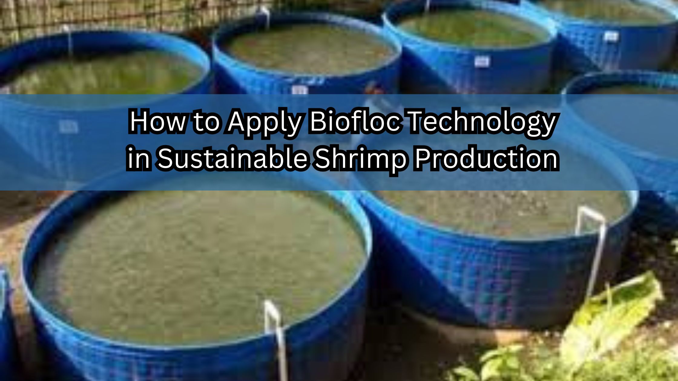 How to Apply Biofloc Technology in Sustainable Shrimp Production