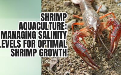 Shrimp Aquaculture: Managing Salinity Levels for Optimal Shrimp Growth