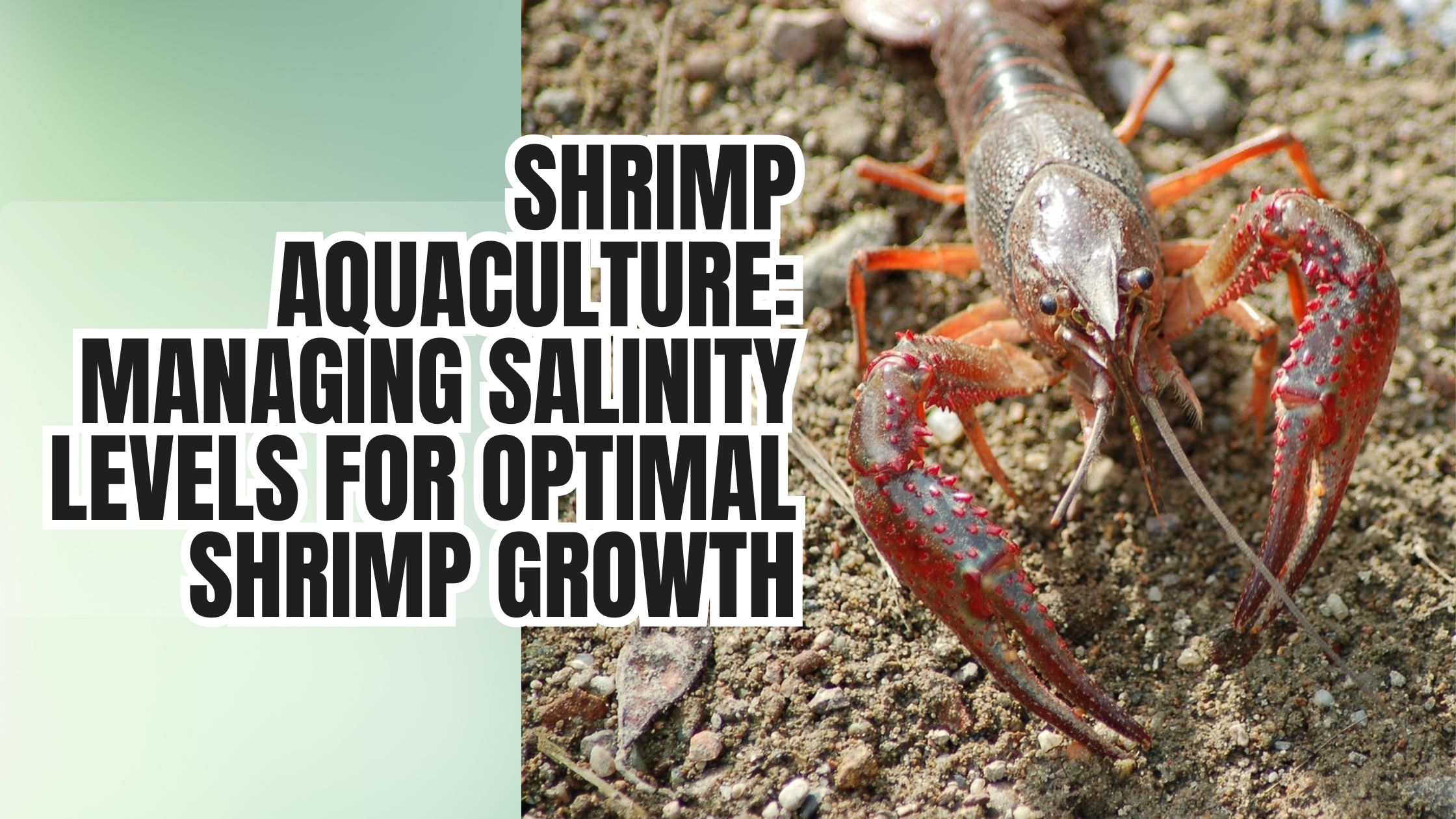 Shrimp Aquaculture: Managing Salinity Levels for Optimal Shrimp Growth