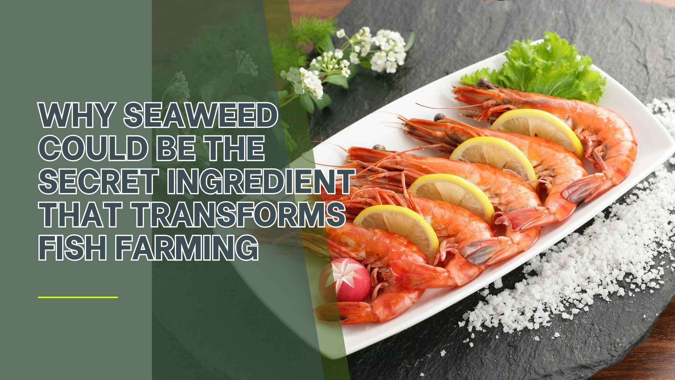 Why Seaweed Could Be the Secret Ingredient That Transforms Fish Farming