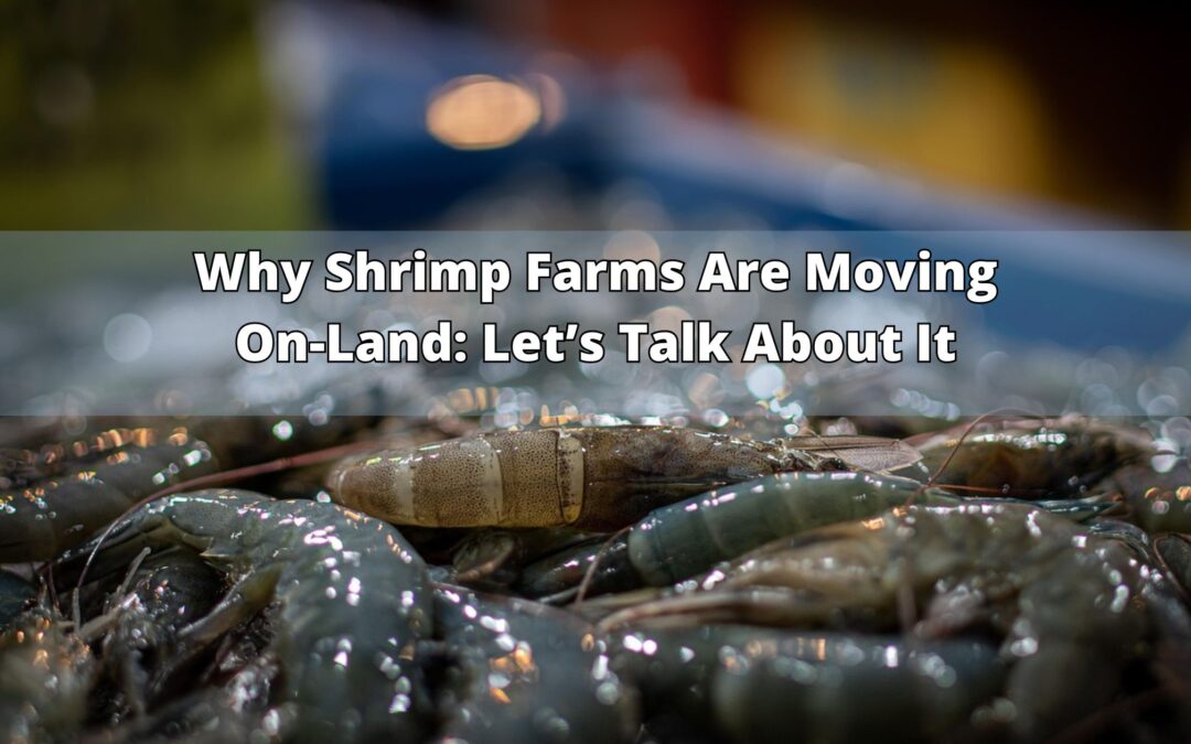 Shrimp Farming