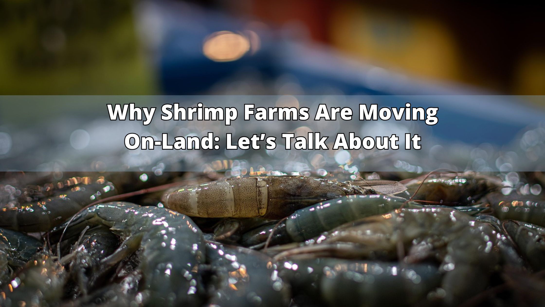Why Shrimp Farms Are Moving On-Land: Let’s Talk About It