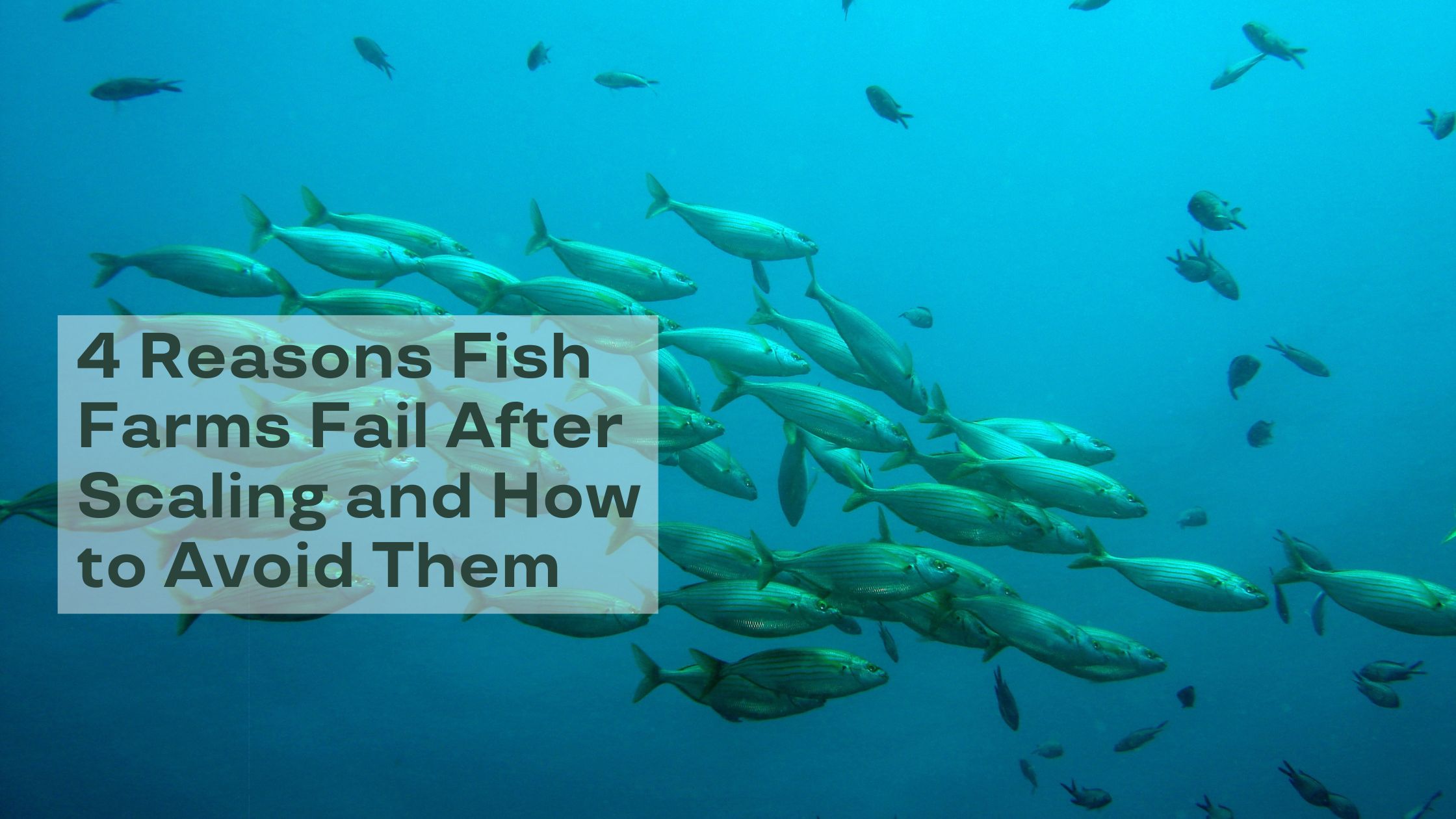 4 Reasons Fish Farms Fail After Scaling and How to Avoid Them
