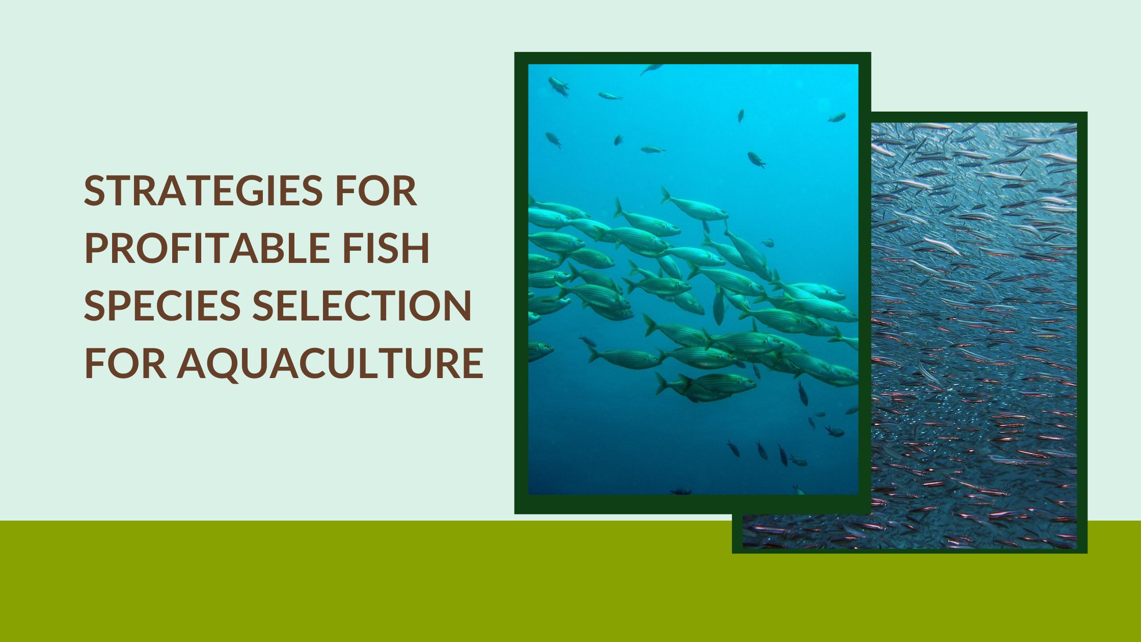 Strategies for Profitable Fish Species Selection for Aquaculture