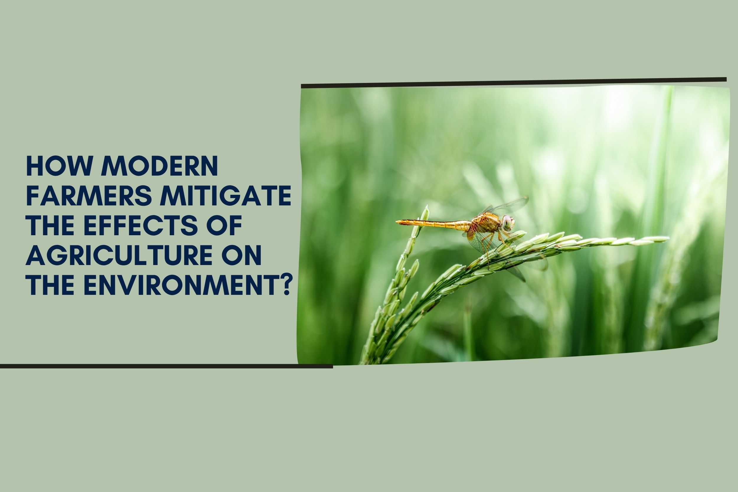 How Modern Farmers Mitigate the Effects of Agriculture on the Environment?