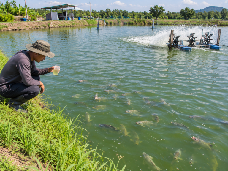Managing Algae in Fish Ponds: Keeping Blooms Under Control