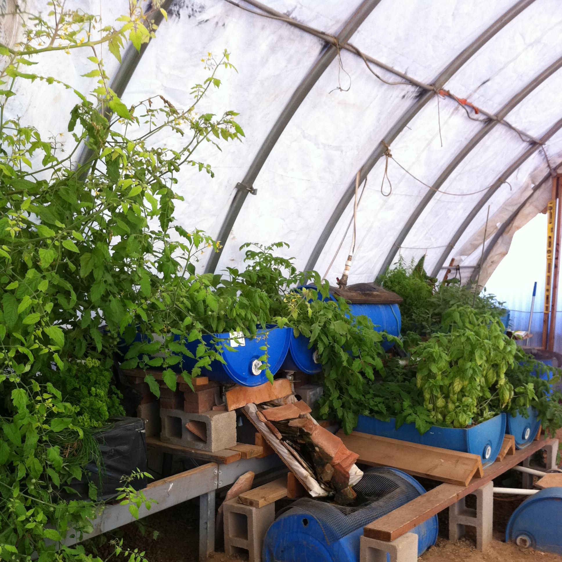 Can Aquaponics be Financially Viable? Seven Years after we First Asked – Do We Know Now?