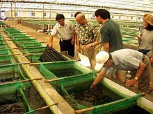 aquacultured fish