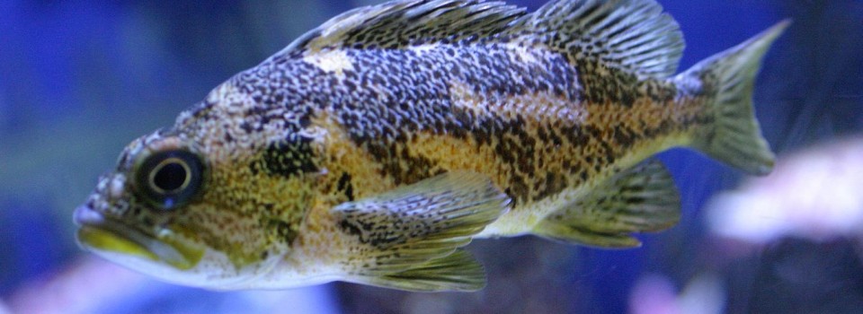 WorldWide Aquaculture | Sustainable Aquaculture Research and Consulting